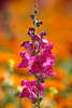 807951_ Groes Lwenmaul violett, lila Mule Antirrhinum majus helles Bild orangefarbige Hintergrund