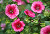 808250_ Winden Blumenfotos, Winde Convolvulus Bilder, purpur Blten, Gartenblumen Florafoto