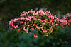 904215_ Rhododendron aufblühender Strauch rosa zarte Blütenfülle Foto im dunklen Grüngarten Lichteinfall
