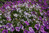 911406_Petunienfeld violett Blmchenpolster rundum hell-blaue Blumensterne Foto lila-blauer Blumenflche