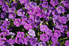 Petunien Petunia Surfina Sky-Blue Blmchen Polster violett Gartenrabatte