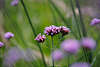 Thymian Dolden Miniblten lila Kleinblmchen Heilpflanze pinke Violettblumen