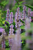 Odor-nettle pink Duftnessel violett Bltenstngel in Grnblttern hoch wachsende Ziernessel