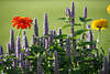 Duftnessel Violett-Blumen Grnbltter Gruppenbild vor hellgrn Hintergrund