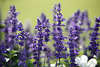 hrensalbei dunkle violette Blmchen der Strata-Art Salvia farinacea