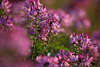 911596_Spinnenpflanze Cleome spinosa rosa zarte Colour Fountain lila-violett Blmchen