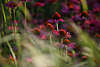 Roter Sonnenhut Leuchtstern Foto Heilkruter in Grser, Echinacea purpurea Scheinsonnenhut Bild