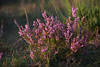 Erikastrauch Violettblten Naturfoto