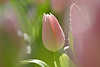 Violette Tulpen Schnittblumen Tulipa gesneriana Fotografie, Tulpenblten nass in Unschrfe getaucht