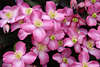 51340_ Waldrebe Clematis montana rosaviolett innen gelb Blten Foto, Kletterpflanze Blumen 4 Blatt Blmchen