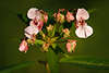 57072_ Indisches Springkraut, Fleiiges Lieschen Blten Fotos, Rhrmichnichtan in Tau & Nahbild, Impatiens glandulifera Wildblumen Bilder