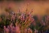 59279_ Erikakraut Heidestrauch violetter Bltenstrauch im zarten Rotlicht abendlichen Sonnenstrahlen