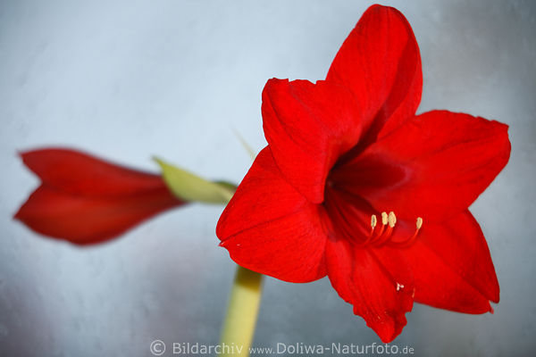 Aufgeblhte Amaryllisblume roter Kelch, Ritterstern Makrobild, Hippeastrum Foto