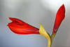 900006_ Flower of romance red Amaryllus image: Belladonna lily or naked lady plant blooming photo