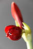 900019_Ritterstern Bltendetail Bild, frhe Blhphase, Amaryllis, rote Knospen, Lilienartige Kbelpflanze