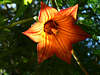 Av-0008_ Glockenblume Grobild, Makrofoto orange-rot in Sonnenschein hngend vor grnem Bltterdach