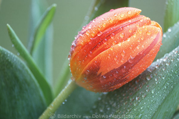 Tulpe frische Rotblume mit Regentropfen Blte rotgestreift