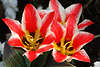 904001_ Tulpenart Tulipa Shakespeare rotweisse Frhjahrsblte Fotografie