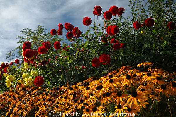 Georginien, rote Dahlien am Blauhimmel+gelber Sonnenhut Blumenfeld Florafoto