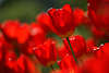 904703_ Rottulpenfoto Blumenblüte roter Tulpe in Rottulpenfeld Nahbild Flora rote Pracht in Gegenlicht