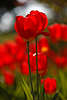 904705_ Rottulpen Blütenpaar Grellfarben in Gegenlicht Foto glänzend in Sonne vor weiss-roten Blumenfarben