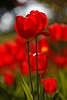 904705_ Rottulpen Bltenpaar Grellfarben in Gegenlicht Foto glnzend in Sonne vor weiss-roten Blumenfarben