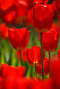 904719_ Rottulpen grelle Farben Florafoto in Sonne Gegenlicht Blüten glänzend vor grünem Hintergrund_ 