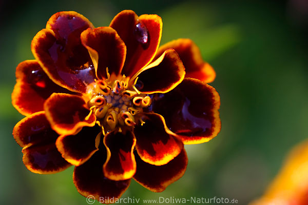 Tagetes Marietta rotgelbe, tiefrot, dunkle Blte Florafoto mit Regentropfen, Blumenbild
