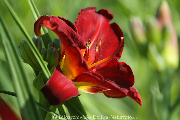 Taglilie, rote Blte, Staubbltter Makrofoto, Hemerocallis, groe Blume