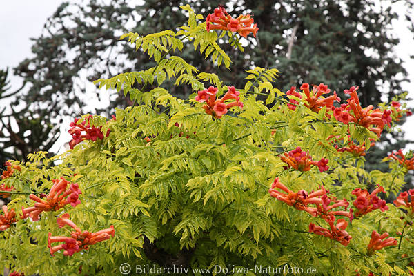 Trompetenblume Rote Bluten In Buschel Exotischer Baum Hellgrune Blatter Campsis liabuana Foto
