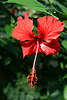 Chinesischer Roseneibisch - Hibiscus rosa-sinensis rote Blte Nahbild