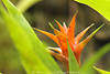 Bromelien Blumen orange Blten Blider Aechmea pineliana Ananasgewchse Florafotos