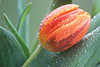1008_Tulpe rotgestreifte Blume Blte Foto frisch mit Regentropfen Makrobild