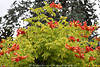 1102411_Trompetenblume rote Blten in Bschel exotischer Baum hellgrne Bltter Campsis tagliabuana Foto