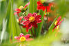 1204124_Rote Dahlien Fotos Dahlia-Hybriden flach Rundblten schne Blmchen Flora in Grnbltter