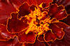 706269_ Red Marietta Tagetes patula rote Blte Innenraum-Strukturen, Blume in Blume Rotblte Makrofoto