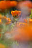 807192_ Nagietek Ringlet image, orangerot Ringelblume auf Stengel eingerollt zwischen rotgelb Lilablumen in Unschrfe Schleier
