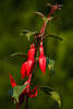 808268_ Fuchsien Blumendesign Fuchsia geschlossene Bltenkelche Rotblten Blumenfoto auf grn Hintergrund