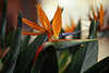 9023_Strelitzie Paradiesvogelblume Fotos Strelitzia reginae orange Blten Bananengewchse Bird of Paradise images