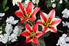 904034_ Tulipa Kaufmanniana Hybride Shakespeare Fotos Ziertulpen Kreuzung Frhjahrsblte Fotografie _x4