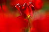904715_Rottulpe beleuchtet im Sonnenschein-Gegenlicht Blumenglanz Florabild in verwischten Rotfarbe
