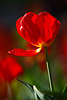 904717_ Tulpenblume Rotblte glnzend rot in Sonne Gegenlicht Nahbild im Garten Blumendesign