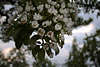 50788_Birnenbltenzweig Fotografie am Birnenbaum in Frhling, Birnbume Pyrus Frhlingsblumen Blten