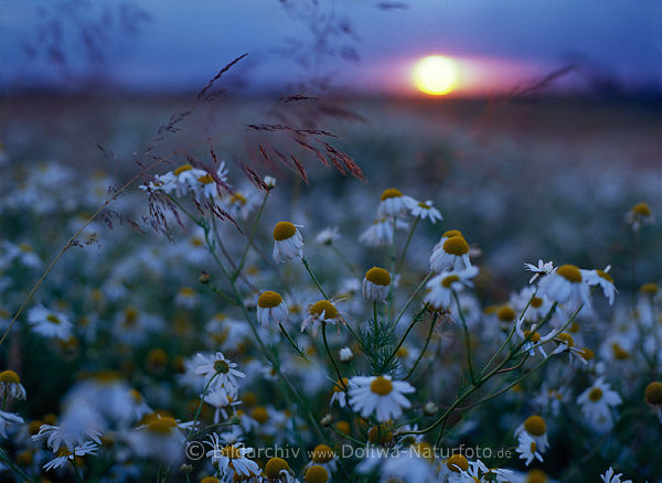 Margeritenfeld vor Sonnenuntergang romantische Wildblumen in Dmmerung weissblhen