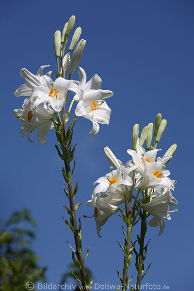Weiße Lilien Blütenstände Foto Lilium Blüten & Knospen Bild am Himmel