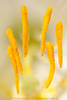 807021_ Lilie gelbe Ktzchen Makrofoto, Lilium Weiblte Samen abstrakt Vergrsserung Fotografie