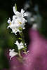 807048_ Lilie Bltenstand Gartenfoto, Lilium wei hohe Pflanze, beliebte Schnittblume zum weiterschenken
