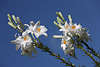 910947_Weililienblte mit gelben Ktzchen & Knospen Lilium Paar Sommerlilien am blauen Himmel