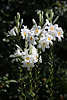910958_ Weililien Blumen Foto im grnen Garten Lilium weisse Bltenstnde mit frischen Knospen Sommerblte Bild