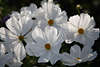 911535_Weisse Prachtblte mittig gelbe Weiblume Foto, Makrobild blhenden Sommerblume in Sonnenschein